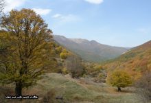 گزارش تصویری از فصل پاییز در جنگل ابر شاهرود